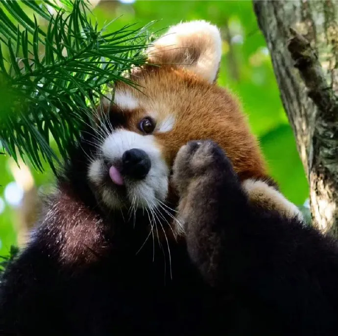 Red panda showing its distinctive face with large eyes and pale markings
